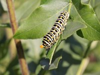 0012 Schwalbenschwanz